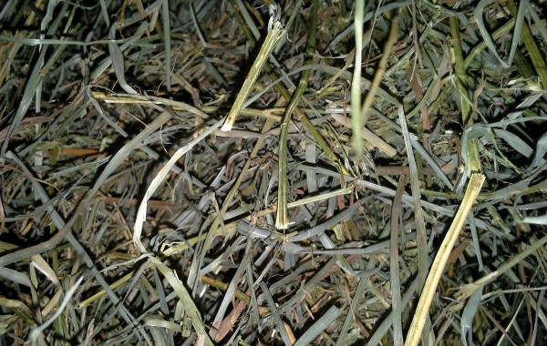 Alfalfa/Orchardgrass