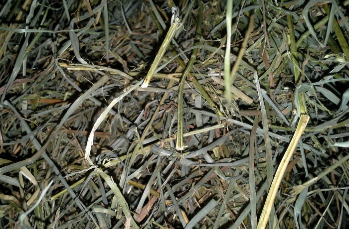 Alfalfa/Orchardgrass