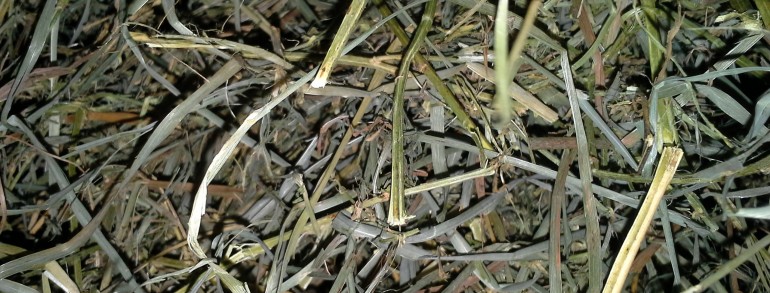 Alfalfa/Orchardgrass