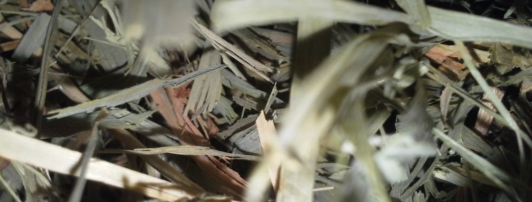 Prairie Grass
